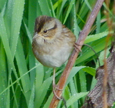 Swamp Sparrow front Ironwoods 10_30_2012